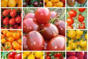 Chery Mix,je mesavina semena najsladjih mini paradajza(chery),sastoji se od 12 sorti chery-ja ,od onih najmanjih 12g i onih malo krupnijih 35-40 g,koji su podjednako jako ukusni i socni.Prilikom konzumacije u ustima stvaraju neverovatni balans kombinacije slatko,kiselastog ukusa koja vas neodoljivo vuce za daljom konzumacijom.Biljka je bujna,i vrlo rodna,moze dostici visinu i do 2 m,plodovi pristizu naizmenicno i uzastopno do prvih mrazeva..

Setva:
Seje se(dubina 0.5-0,7mm) u februaru - mart u tople leje, A u april-maj se rasadi na otvorenom.
Rasadjivanje obavlja se po prestanku opasnosti od mraza. To je kraj aprila i prva polovina maja.Rasađuju se na razmak 80×40-50cm ,Biljke se spuštaju u zemljište do prvog lista.Proizvodnja direktnom setvom semena,Optimalno vreme setve u našim klimatskim uslovima je od 10. do 25. aprila. Biljka niče krajem aprila i početkom maja kada je rizik od pojave kasnih prolećnih mrazeva mali. Setva se obavlja u redove na razmak 70 x 30cm ili dvorede trake 100-120×30-50cm.Dubina setve je 1-1,5 cm..

Prodaje se 15 semena..