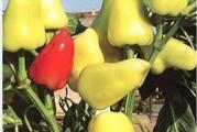 Na dnu ove stranice mozete pogledati ostale moje oglase.,Kupovinom od jednog prodavca stedite na postarini..

Dobar varijatet paprike i odlična za plastenički kao i vanski uzgoj u pitanju je vrlo rana sorta. Nešto manjih plodova koji su odlični za filovanje ili kišeljenje. Ova sorta ima dosta debelo meso i jako je praktična za pripremu.
Plod je je u tipu polubabure, u tehnološkoj zrelosti svetlozelene, a u biološkoj crvene boje.

Setva,,Od januara do marta u zatvorenom,Na otvorenom od aprila do juna,Rasadjivanje od aprila do maja..
Dubina setve je 1-1,5 сm. Rasađivanje se vrši na dobro pripremljenom zemljištu dubine 5-6 сm,Razmak 50-60X20 cm
Nega: navodnjavanje 7-8 puta u toku vegetacije, razbijanje pokorice i zaštita od korova, bolesti i štetočina. Hranljivost i lekovita vrednost: paprika je bogata vitaminom B i C i raznim mineralima, ima purgativno i diuretičko dejstvo.

Prodaje se 15 semena