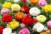 Na dnu ove stranice mozete pogledati ostale moje oglase.Kupovinom od jednog prodavca stedite na postarini...

Ranunculus (ljutic)mix,biljka koja je odlična za dekoraciju bašte i balkona jer bogato cveta.Predstavljaju odličan dodatak graničnim zasadima ili za upotrebu u svim vrstama kontejnera, od saksija za dvorište do prozorskih kutija. Njihovi dvostruki cvetovi koji podsecaju na božur do 6 cm u prečniku,cveće može da poraste u visinu od 30 do 45 cm,sirina biljke oko 25-30 cm, dolaze u širokom spektru boja uključujući crvenu, belu, roze, žutu, zlatnu, narandžastu i ljubičastu. Ljutić se koristi u cvećarstvu kao rezani cvet i divan je detalj cvetnih aranžmana i buketa.
Posle cvetanja, treba da se odstrane stari ocvali cvetovi jer mogu da troše hranjljive supstance potrebne biljci, naročito u fazi formiranja semena.Ljutić se uglavnom razmnožava lukovicama. Moguće je razmnožavanje i deljenjem ili semenom.Cvetaje od juna do avgusta meseca..


Lukovice saditi na jesen,razmak izmedju lukovica je 10 cm.Da bi ranunculus (ljutic)uspešno nikao, posadite lukovice na sunčano mesto.Lukovicama prija peskovito ocedjeno tlo, kao I mnogo vlage u toplim danima.


Prodaje se 3 (manjih drvenastih) lukovica