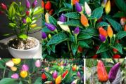 Na dnu ove stranice mozete pogledati ostale moje oglase,Kupovinom od jednog prodavca stedite na postarini..

Ornamental pepper mix je idealna biljka za uzgoj u saksijama. Piramida daje mnogo šarenih plodova kao kompaktna biljka,
visina 25-30cm, mali kupasti plodovi, boje od žute, zelene do ljubičaste i narandžasto crvene, Ima ljuti karakterističan ukus, za koji je zaslužan kapsaicin, koji je prirodni alkaloid i kog razne vrste paprika i feferona sadrže u različitim količinama. Koriste se za  ljute umake, a kod nas su više poznate kao ukrasne biljke 
Capsicum annuum...

SETVA..
Sorta: Dekorativna piramida papricica..
Latinski naziv: Capsicum annuum L.
Pogodno za sadnju u bašti ili saksiji
Setva: februar - april,u zatvorenom..
Presađivanje: maj
Razmak između biljaka: 25 - 40 cm
2-3 semena u 2-3 cm dubina.. Idealna temperatura je oko 18 do 20°C (65 do 72°F)


Prodaje se 10 semena