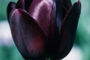 Na dnu ove stranice mozete pogledati ostale moje oglase.Kupovinom od jednog prodavca stedite na postarini...

Tulipan Black Queen of night ili lala je visegodisnji lukovicasti cvet, jedan od zadivljujućih predstavnika porodice ljiljana, latinski naziv: (Liliaceae),visine od 10-100 cm.Cvet tulipana je mesnat, nežan Egzotična i dramatična sorta, nagrađivani crni papagaj je jedan od najtamnijih dostupnih lala. Ima crnoljubičastu – povremeno sa malim kovitlacima kontrastnih belih - pernatih, naboranih latica. Jedno od najglamuroznijih cveća, uz pravilnu negu, ova lepotica će nastaviti da vas nagrađuje iz godine u godinu, Tulipani cvetaju od aprila do maja, ali nas nekada mogu prijatno iznenaditi i u martu.

Tulipani se uglavnom sade u jesen. U septembru i oktobru lukovice stavite u zemlju na dubinu od 10 –15 cm, na rastojanju 15 –20 cm. Ako želite bogatiji aranžman, sadite ih gušće, pa ih nakon razvoja biljke, presadite. Sadnja tulipana u proleće je zapravo presađivanje već formiranog tulipana. Pažljivo, sadnicu sa sve razvijenim korenom presadite u baštu ili saksiju, uz dodatak malo đubriva zemlji, kako biste „preseljenu biljku“ oslobodili stresa presađivanja.

Tulipani se razmnožavaju bočnim lukovicama koje ćete primetiti kad ih izvadite. Razdvajanjem lukovica, dobijate dve ili više biljaka tulipana za sledeću sezonu,tulipani se vade kada nastupe visoke temperature i kada i sami postanu neugledni,Tulipani traže dosta vlage pa ih je za pravilno održavanje potrebno često zalivati. Naročito obratite pažnju u vreme cvetanja.

Prodaje se 1 lukovica