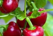 NA DNU OVE STRANICE MOZETE POGLEDATI JOS MOJIH OGLASA..Kupovinom od jednog prodavca stedite na postarini....

Ljuta čeri zacinska paprika sa visećim,blago pljosnato okruglim plodovima, preseka oko 3-4 cm. Visina biljke je oko 35-45 cm, sa kratkim internodijama,spada u grupu srednje ljutih paprika.U punoj zrelosti su tamno crvene boje, oko 4-7 g težine. Otporna je na virusna oboljenja. Srednjerana, brzog sazrevanja. Plodovi su tvrdi i dobro podnose skladištenje.Pogodnja je za svezu upotrebu a narocito za sušenje,Posto su sitni plodovi pogodni su kao suseni da se dodaju u variva bez mlevenja,jako su prijatne armome.

Za uspešno gajenje i dobar rod potrebno je da noćne temperature ne padaju ispod 10 °C

Papričice su biljke iz toplijih krajeva te osim dugog vremena klijanja, zahtevaju i dug period toplog vremena da bi stigle da rode punom snagom. S obzirom na naše klimatske uslove, Februar se smatra optimalnim vremenom za sejanje,ali moze se sejati tokom cele godine u zatvorenom...

Pošto semenke imaju tvrdu spoljašnju ljusku, dobro ih je pre sejanja, na nekoliko sati, najbolje preko noći, natopiti u vodi ili rastvoru čaja od kamilice.

Setva: februar - april
Presađivanje: Maj (ili sejanje na otvorenom prostoru)
Razmak između biljaka: 50X15-20 cm
2-3 semena u 2-3 cm dubina.

Prodaje se 5 semena..
