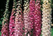 Na dnu ove stranice mozete pogledati sve moje oglase..Kupovinom od jednog prodavca stedite na postarini...

Digitalis purpurea je cvet iz porodice zevalica.Pripada grupi visokih cvetnica i može da naraste u visinu do 150 cm. Cvetne stapke su prekrivene zvonastim cvetovima koji su prošarani u sredini, u bašte donose malo šumskog ugođaja. Koristi se i kao rezani cvet, veoma dekorativan.Biljke su obično crveno-ružičaste boje,ali ima ih u raznim kombinacijama boja.Tako imamo žuto-bele, žute, ružičaste i tamno-crvene boje ovog cveta. U prirodi raste kao dvogodišnja biljka uz rubove šuma, na planinskim pašnjacima, livadama i čistim predelima šumaraka. Gaji se kao višegodišnja baštenska biljka u vrtu(biljka je lekovit i koristi se u medicinske svrhe za mnoga lecenja,ali takodje je biljka i otrovna) .Cveta od juna do oktobra ..

Biljka najviše voli polusenovita mesta, a veoma lepo izgleda ako se posadi ispred crnogoričnog drveća i grmlja. Voli humusno zemljište, blago kisele reakcije, ali suho i sa dobrom drenažom.Ako se cvetovi redovno orezuju, nakon cvetanja, biljka ima duži vek trajanja.

Setva: U zatvorenom prostoru od Februara do Jula na temperaturi preko 18°C, seme sejati u posudama na max 0.3cm dubine- posuti laganim supstratom. Prekriti najlonom ili providnim poklopcem , ukloniti isti kada seme isklija. Zalivati umereno koliko da ima vlažnost za klijanje. Biljke preasadjivati na otvorenom kada prodje opasnost od mraza na udaljenosti od 30-40 cm. Na otvorenom se seje direktno kada prodje opasnost od mraza.

Preporuka..Pre setve seme držati 2-4 nedelje u vlažnom supstratu / pesku u frižderu.

Prodaje se oko 100 semena