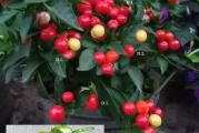  Na dnu ove stranice mozete pogledati ostale moje oglase,Kupovinom od jednog prodavca stedite na postarini..

Paprika feferoni  CHERRY mix
Srednje rana sorta sa atraktivnim sitnim okruglim plodovima 1,5-2 cm srednje ljutine. Istovremeno se na biljci nalaze crveni, narandžasti, ljubičasti, zeleni i žuti plodovi. Pogodna je i za gajenje u saksijama, 15-20 cm.

Setva : S proleća od februara do kraja aprila Na dubini od 1-1.5 cm. Ukoliko se uzgaja u stakleniku ili u zatvorenom pored osvetljenog prozora u saksiji,tokom cele godine...

Direktna setva od maja meseca na otvoreno dubina 2 cm..Razmak između biljaka: 25 - 40 cm

Za uspesno klijanje potrebna je temperatura 25-30 stepeni, A nocna temperatura ne ispod 10 stepeni,Ne preterivati sa zalivanjem,mnogi prave bas takve greske..

Prodaje se 10 semena