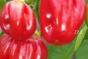 Na dnu ove stranice mozete pogledati ostale moje oglase.Kupovinom od jednog prodavca stedite na postarini...

Habanero Crvena papricica chilli (350.000 Scoville) ima vatreni ukus koji nije za svako nepce. Ovo je jedna od najpopularnijih i najljucih  vrsta čili papričice sa voćnim ukusom(ljuto-slatki). Ovi mali, čili nepravilnog oblika narastu do oko 5-8 cm u dužinu, u početku zeleni, a zatim smedji,i cokoladne boje.Često se koriste u smutijima i sosovima. Habanero je ljuta paprika koja dolazi sa poluostrva Jukatan. To je zeleni žbun uspravnog rasta, sa ovalnim listovima u obliku koplja. Od ostalih vrsta se razlikuje po plodovima rebrasto,okruglog i izduzenog oblika. Njihova veličina se kreće od 5cm do 8 cm u dužinu i otprilike upola manja u sirinu.
Poreklo: Meksiko

Preporuka:Pre sejanja potopiti seme u mlakoj vodi 24 h..
Sorta:Habanero Vatreno crvena.
Latinski naziv: Capsicum annuum L.
Pogodno za sadnju u bašti ili saksiji
Setva: februar - april,u zatvorenom..
Presađivanje: maj-Ili sejanje na otvoreno polje..
Razmak između biljaka: 70x50 cm
1-2 semena u 2-3 cm dubina..


Prodaje se 5 semena