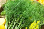 Na dnu ove stranice mozete pogledati ostale moje oglase.,Kupovinom od jednog prodavca stedite na postarini..

Koper Dill, verovatno najpopularnija biljka koja se gaji u svim krajevima sveta. Dill raste na svim kontinentima, izuzev polova. Biljka nije prevelika i moze se sejati i u saksijama na vasim prozorima ,kao lepa dekoracija i veoma zdrva i mirisna biljka ,Cvetove i seme dodajemo prilikom konzerviranja krastavaca,a svezi listovi su odlican zacin za salate i variva.. 

Setva.
Seme Koper dilla treba sejati direktno u baštu nakon što prođu pretnje od prolećnog mraza APRIL-MAJ, na dubini 1-1.5,razmak 12 – 24 x 24 – 36 cm.Seme klija 21-25 dana na svetlosti.Vazno,gornji sloj zemljišta da bude usitnjen...

PREPORUKA,,Od marta-maja (u saksijama minimalno 30 cm dubine)dubina sejanja 1-1.5 cm,,Saksije je potrebno držati na otvorenom, sunčanom mestu kao što su balkoni ili terase. Vazno,gornji sloj zemljišta da bude usitnjen...

Cveta od avgust do početka novembar, a cvetovi su joj žuto zelena boje...

Prodaje se 30-40 semena

