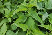 Na dnu ove stranice mozete pogledati ostale moje oglase.,Kupovinom od jednog prodavca stedite na postarini..

Kopriva (Urtica dioica L.) je višegodišnja zeljasta biljka,visine od 30 do 150 cm,Upotreba koprive u lekovite svrhe odavno je poznata, što potvrđuju i brojna istraživanja iz ove oblasti. Zbog značajnog sadržaja određenih hemijskih elemenata i jedinjenja, ova vrsta se sve više koristi u ekološkim sistemima proizvodnje.Jedan od takvih je i organska proizvodnja, u kojoj veliki broj domaćih i inostranih proizvođača već koriste koprivu kao sirovinu za pripremu biopesticida, tečnog i čvrstog đubriva, komposta i za malčiranje.Kopriva je jedna od naših najviše lekovitih biljaka.U službenoj upotrebi koristi se osušen list (Urticae folium), koren (Urticae radix), povremeno ceo nadzemni deo (Urticae herba), a poslednjih godina i seme (Urticae semen)Odlicna je za ciscenje organizma i opste slabosti,protiv reumatskih bolova.Kopriva sadrži različite minerale (Fe, Mg, K, Na, Ca, P),hlorofil, vitamine A i C i biljne hormone.U listovima se nalaze i supstance koje nadoknađuju odsustvo insulina, tzv. glikokinini: histamin,serotonin i holin.List koprive je diuretik, antihemoragik, antidijabetik. Posebno je značajna za poboljšanje krvne slike (naročito gvožđa).Kopriva se preporučuje za upotrebu u svakodnevnoj ishrani ili kao caj,Takodje je odlicna za negu kose,Cveta tokom proleća, do juna meseca,za ishranu bere se mlad list (april-maj) najcesce u ishrani koriste se u barenom obliku,kao takvu mozete je cuvati i kao zimnicu.


Na sušu i niske temperature je vrlo otporna,može podneti izuzetno niske temperature (i do -30 °C),nema posebnih zahteva prema svetlosti.

Setva-sadnja.Prema načinu razmnožavanja kopriva se može zasnovati: direktnom setvom semena, rasađivanjem sadnica i deljenjem podzemnih stabala (u narodu nose različite nazive: stoloni, rizom ili korenje).Zbog sporog nicanja (12–20 dana) i ˝gušenja˝ text is missing....