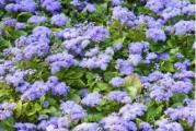 Na dnu ove stranice mozete pogledati ostale moje oglase,Kupovinom od jednog prodavca stedite na postarini..

Goruća ljubav, latinski naziv (Ageratum houstonianum).Biljka je visoka 10-30 cm, cvetnica koja vodi poreklo iz Latinske Amerike – Perua I Meksika. Latinski naziv u prevodu znači – večna mladost, što simbolizuje dužinu trajanja i svežine cveta. Deo je porodice biljaka Asteraceae, a u našim krajevima se gaji kao jednogodišnja biljka. Ageratim ima listove u obliku srca, sa dlačicama, a cvet je okrugao sa igličastim laticama. Ageratum daje cveće u plavoj boji ,i to od maja pa dok ne krenu prvi mrazevi. U vazi, ovi cvetovi traju i deset dana. Zbog svog specifičnog izgleda, ovo sezonsko, letnje cveće, koristi se za divne cvetne tepihe u bašti ali i kao ukras balkona. Goruća ljubav traži laku propusnu zemlju i redovnu prihranu. Cvet biljke treba da bude zaštićen od jakih vetrova i promaje. Ne podnosi mnogo vode, i prečesto zalivanje. Posle orezivanja, brzo se regeneriše.

Koristi se za rubne delove baste i staze.Koristi se i za cvetne aranzmane ili za rezan cvet.Cvetanje goruće ljubavi, ili, kako je još zovu – večne ljubavi, počeće za oko 2 meseca od setve.Cveta od Jula-Do prvih mrazeva

Setva.Setva u zatvorenom  Feb-Aprl.(0.5cm dubine),Seme treba samo blago utisnuti u zemlju. Zalivanje nakon toga ne sme biti direktno,najbolje je nežno prskanje i orošavanje.Biljka se pikira 1-2 puta i zatim sadi u saksije.Od kraja marta drže se u polutoplim lejama,a na stalno mesto se iznose polovinom maja.Rasadjijanje(20x20 cm) 


Prodaje se oko 600+ semena..
