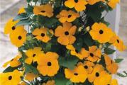 Na dnu ove stranice mozete pogledati ostale moje oglase,Kupovinom od jednog prodavca stedite na postarini..

Crnooka Suzana(Thunbergia Alata Orange Yellow)
Visoka jednogodišnja biljka puzavica,loza koja moze biti duzine i do 2- 3 m,sa svojim obiljem cvetova i bujnog lišća tokom celog leta. Ova loza je savršena za uzgoj kroz ograde, kapije, stubove  balkone i baste.

Naročito je efikasan u kontejnerima, gde njegov veoma pun habitus izgleda veoma obilno!Cvetovi od 1 do 2 inča su veoma veliki, okrenuti prema lozi.
Boja latica varira od srednje žute do tamno narandžaste,a svi cvetovi imaju karakteristične crne oči.

Voli svetla mesta, ali ne direktno izložena jakom suncu

Setva semena za sadnice u zatvorenom od februara do aprila u odvojenim posudama. Što je setva ranije, tunbergija će ranije i obilnije cvetati. Na temperaturi od 20-25 ° C izdanci se pojavljuju za dve nedelje. Da bi se stimulisalo grananje, preporučuje se štipanje izdanaka mladih biljaka. Biljke ranih perioda setve u procesu rasta zahtevaju prebacivanje u prostraniji kontejner.Presadjivanje na otvoreno tlo vrši se čim prođe opasnost od mraza(maj).Razmak presadjivanja 30x30cm


Prodaje se 5 krupnih semena..