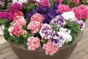 Na dnu ove stranice mozete pogledati ostale moje oglase,Kupovinom od jednog prodavca stedite na postarini..

Velikocvetna petunija ili grandiflora razlikuje se od prethodnih vrsta po većoj veličini cvetova, ali u manjem broju njih. Ovo cveće dostiže 10 cm u prečniku, grmlje se širi i visoko je 30-40 cm.Ivice cvetnih latica mogu biti glatke i valovite.,može se čuvati kao baštenska ili saksijska vrsta. Cveta dugo i bogato nakon setve - samorasejava se.

Tokom Februara i Marta obavlja se setva petunije,plitko.Pikiranje se preporučuje nakon 5-7 nedelja,na rastojanju 6x6 cm u sanduke ili saksije(iznose se napolju nakon poslednjih mrazeva,Maj).

Na otvorenom sejati krajem Aprila ili Maj mesec(ali je preporucljivije iz rasada sejati)..
Optimalna peratura za klijanje i nicanje je 25°C, dok temperatura ispod 20°C može dovesti u pitanje uspeh klijanja i nicanja...

Prodaje se oko 0.50g,oko 5000 semena