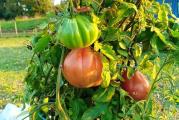 Na dnu ove stranice mozete pogledati ostale moje oglase,Kupovinom od jednog prodavca stedite na postarini..

Na engleskom 'Ox-heart tomato' zove se još i volovsko srce ili biftek paradajz. Mesnat je i sočan intezivnog mirisa s puno komora unutar ploda, nabijenog mesa. Ima relativno malo soka i veoma malo kiselosti zato je pogodan za one koji imaju probleme sa zelucem. Njegov 'rebrast' oblik više podseća na bundevu nego na srce. Težina mu može dostići čak 800gr ali prosecni plodovi su tezine oko 400 gr.Volovsko srce je paradajz koji se najčešće uzgaja u našim baštama.

Kod ove vrste paradajza postupak zrenja započinje iznutra tako da je plod zreo i ukusan dok spolja izgleda još pomalo zeleno. Kada je spolja potpuno crven, tada je već prezreo.

Volovsko srce ili na zapadu poznatiji kao biftek paradajz je rana sorta, a sazreva već za 80 dana od setve. Minimalna temperatura klijanja je 10°C, optimalna 24°C, a maksimalna 35°C.

Setvu možete obaviti na zatvorenom, od kraja marta do kraja aprila, a u baštu se presađuje u maju na razmak od 50-100cm. Dubina setve, kao i kod ostalih sorti paradajza je 0,5-1 cm. Naravno, možete ga posejati i direktno u zemlju u bašti, 'pod motiku', u maju. Razmak između posađenih biljaka treba biti 50 cm. Svakako im postavite potporu zbog velikih i teških plodova, ali i zato jer ova vrsta paradajza može narasti i preko dva metra. Skratiti je možete skidanjem zaperaka. 

Biljkama treba puno sunca, dobro drenirano i nađubreno tlo s relativno neutralnim do kiselijim pH. 

Prodaje se 10 semena