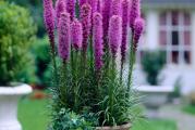 Na dnu ove stranice mozete pogledati ostale moje oglase,Kupovinom od jednog prodavca stedite na postarini..

Liatris spicata je zeljasta višegodišnja biljkavisine 50-80cm ,koja se razvija iz malih okruglih lukovica. Zbog oblika cvetova nalik na plamteće zvezde poznata je pod nazivom plamena zvezda, a zato što potiče iz američkih prerija pod nazivom prerijsko pero. Može da se gaji u velikoj saksiji ili u vrtu kao baštenska biljka pojedinačno, a zbog svoje vertikalne forme dobro se kombinuje sa biljkama sa širokim listovima. Koristi se i kao rezano cveće u cvetnim aranžmanima, a kao suvo cveće ima miris vanile.Liatris spicata cveta od juna do avgusta. Njen dug gust cvetni klas, sastoji se od cvetova u beloj, ružičastoj ili ljubičastoj boji, koji se otvaraju od vrha na dole.

Cvetovi su prepuni nektara i privlače leptire i pčele, dok su semenke veoma privlačne za ptice.Nepodnosi visak vlage dobro podnosi susu.

Od davnina su Indijanci koristili Liatris spicata kao lekovitu biljku, a najčešće njen koren. Koristila se kao analgetik za bol u leđima i udovima, za slabost srca, za lečenje otoka, bolova u stomaku i grčeva, kao i ugriza zmija.

Setva ,U ranom proleće, u pripremljenim kontejnerima, seme  posejati bez produbljivanja(0.5 cm) u zemlju,kada seme klija(14-28 dana) i  biljke budu dovoljno velike za rukovanje prebacuju se u prostraniji kontejner,godinu dana kasnije zasaditi na stalno mesto.

Jednom za tri godine u maju ili avgustu otkopati grmlje, podeliti ih i saditi u pripremljene rupe, dubini 10 cm ,azmakom 30-40 cm.


Prodaje se 20 semena...
