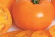 Na dnu ove stranice mozete pogledati ostale moje oglase.Kupovinom od jednog prodavca stedite na postarini...

Paradajz  Orange (Solanum licopersicum) je sorta koja proizvodi atraktivne plodove koji se ističu neobičnom bojom. Njihova kora je sjajno narandžasta,paradajz orange spada u srednje rane sorte koje se mogu uzgajati u polju i negrijanim staklenicima,plastenicima. Neodređene biljke zahtevaju podršku. Razvijaju veliki broj plodova,veličine koji mogu težiti do 100-120 g. Izgled ovih plodova je jednak njihovom ukusu(prijatan socan,podseca na vocni ukus). Namenjeni su za direktnu potrošnju i predstavljaju odličan dodatak salatama, sendvičima i drugim jelima.

Seje se(dubina 0.5-1 cm) u februaru - mart u tople leje, a u april-maj se rasadi na otvorenom.
Rasadjivanje obavlja se po prestanku opasnosti od mraza. To je kraj aprila i prva polovina maja. Visoke sorte i hibridi rasađuju se na razmak 80×40-50cm. Biljke se spuštaju u zemljište do prvog lista.Proizvodnja direktnom setvom semena,Optimalno vreme setve u našim klimatskim uslovima je od 10. do 25. aprila. Biljka niče krajem aprila i početkom maja kada je rizik od pojave kasnih prolećnih mrazeva mali. Setva se obavlja u redove na razmak 70 x 30cm ili dvorede trake 100-120×30-50cm.Dubina setve je 1-2 cm..

Prodaje se 10 semena(organsko seme)