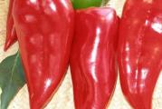 Na dnu ove stranice mozete pogledati ostale moje oglase,Kupovinom od jednog prodavca stedite na postarini..

Prizrenka je slatka paprika, kapija tipa, sa povećanim sadržajem suve materije. Namenjena je za gajenje na otvorenom polju. Biljka je robusna sa dosta plodova veličine 12-15 i 5 cm u prečniku. Meso ploda je debelo, slatko. Mladi plodovi su tamnozeleni a zreli tamnocrveni, mase 120- 150 g ,odlicna za pecenje,i zimnicu..

Razmnožavanje : Semenom

Pre-tretman : Ne / Eventualno potapanje u čaju od kamilice do 24h

Setva,,Od januara do marta u zatvorenom,Na otvorenom od aprila do juna,Rasadjivanje od aprila do maja..
Dubina setve je 1-2 сm. Rasađivanje se vrši na dobro pripremljenom zemljištu dubine 5-6 сm,razmak 50-60x20 cm
Nega: navodnjavanje 7-8 puta u toku vegetacije, razbijanje pokorice i zaštita od korova, bolesti i štetočina. Hranljivost i lekovita vrednost: paprika je bogata vitaminom B i C i raznim mineralima, ima purgativno i diuretičko dejstvo...
Klijanje: Temperatura iznad 20C , isklija za 1-4 nedelja..

Lokacija : Direktna svetlost

Napomena.. Biljka ima plitak koren s time je neophodno redovno zalivanje i prihrana.

Prodaje se 20 semena..
