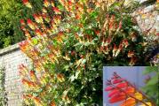 Na dnu ove stranice mozete pogledato ostale moje oglase..,Kupovinom od jednog prodavca stedite na postarini..

Spanska loza , Ipomoea lobata ili Mina lobata je veoma lepa višegodišnja loza iz porodice Convolvulaceae.Ova loza boje španske zastave obilno cveta od jula do oktobra,proizvodi do 12 cvetova po cvetnom klasu stvarajući prelep efekat.


Krajem godine može dostići i do 5 metara visine.
Cvetovi su žuti , narandžasti,beli i crveni u obliku indijskog perja.Saksijska kultura Mina lobata ili direktno u zemlji je sasvim moguća.
Ova biljka se može koristiti kao višegodišnja biljka u mediteranskoj ili okeanskoj klimi.
Biljka koja raste uz ogradu poput passionflower, hops ili snake gourd.

Sejanje semena (Ipomoea lobata)španske zastave :
u mart-april posejte seme Mina lobate u male saksije od 10 x 10 cm
Zakopajte seme ispod 1/2 cm fine zemlje za saksije i nežno zalijte usev.
Zatim saksije stavite u staklenik(u zatvorenom prostoru) na temperaturu blizu 20 do 25 ° C.
Klijanje semena obično traje 2-4 nedelje u zavisnosti od temperature površine za sadnju.Kada proklija, presadite sadnice(maj) španske zastave na sunčano stalno mesto ramakom 80x80 cm,Obilno cvetanje i veoma šareno.
Veoma brz rast.
Penjačica za podizanje na ogradu ili pergolu.


Prodaje se 5 krupnijih semena