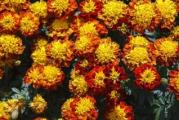 Na dnu ove stranice mozete pogledati ostale moje oglase.Kupovinom od jednog prodavca stedite na postarini..

Chamion mix kadifa“ (Tagetes patula nana) je patuljasta sorta koja naraste do 30 cm visine. Ova kompaktna biljka sa gustim, zaobljenim habitusom razvija atraktivne, dvostruke, dvobojne cvetove. To je vredna ukrasna biljka koja svoju popularnost duguje ranom i dugom cvetanju. Zlatni cvetovi mahagonija krase biljke od proleća do prvog mraza. Nisko rastuća kadifa 'Champion' se može posaditi duž ivica.Takođe će dodati boju cvetnim krevetima i ivicama. Posađen u saksijama i kutijama, pružiće veličanstven ukras balkona ili prozorske daske.

Ova lako uzgajana i jednostavna biljka može se uzgajati iz semena.Rano proleće (mart-april) je vreme za sadnju semena kadife u zatvorenom prostoru, posebno kada želite da biljke procvetaju već početkom leta. Takođe možete posejati seme nevena direktno u polje sredinom proleća(april-maj). Izaberite sunčano mesto za sadnju, jer biljke koje se uzgajaju u delimičnoj senci cvetaju mnogo ređe. Kadife imaju niske zahteve u pogledu tla, ne bi trebalo da sadrži previše azota, jer će biljke tada proizvoditi više lišća.Ramzak sadnje 25-30 cm,dubina sejanja 0.5-1 cm..

Prodaje se 30 semena.