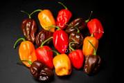 Na dnu ove stranice mozete pogledati ostale moje oglase,kupovinom od jednog prodavca stedite na postarini...


Habanero chilli mix paprika ( 350.000 Scoville) ima vatreni ukus koji nije za svako nepce. Ovo je jedna od najpopularnijih vrsta čili papričice sa sltko ljutim ukusom,malo je reci ljutim ukusom jer su ovo jedne od najljucih sorti u svetu.Ovi mali, čili nepravilnog oblika narastu oko 5-10 cm u dužinu, u početku zeleni, a zatim smedje,cokoladne,orange,crvene i zute boje, nepravilnih i razlicitih oblika i duzina.Često se koriste u smutijima i sosovima. Habanero je ljuta paprika koja dolazi sa poluostrva Jukatan. To je zeleni žbun uspravnog rasta, sa ovalnim listovima u obliku koplja. Od ostalih vrsta se razlikuje po plodovima izduženih i konusnih oblika. Njihova veličina se kreće od 5cm do 10 cm u dužinu i otprilike upola manja u sirinu.
Poreklo: Meksiko

Preporuka:Pre sejanja potopiti seme u mlakoj vodi 24 h..
Sorta:Habanero mix boja
Latinski naziv: Capsicum annuum L.
Pogodno za sadnju u bašti ili saksiji
Setva: februar - april,u zatvorenom..
Presađivanje: maj-Ili sejanje na otvoreno polje..
Razmak između biljaka: 70x50 cm
1-2 semena u 2-3 cm dubina..


Prodaje se 5 semena