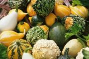 Na dnu ove stranice mozete pogledati ostale moje  oglase,Kupovinom od jednog prodavca stedite na postarini....

Pripada vrsti Cucurbita pepo, izuzetno bogata u oblicima i bojama od narandžaste, bele, zelene i raznih nijansi pomenutih boja. Oblik ploda je okrugao, kruškolik i izdužen. Površina ploda je glatka do raznih oblika naboranosti.Koristi se za razne dekoracije, kao i za dečje igre. 

Tikve su osetljive na niske temperature i biljka strada već od slabog mraza.

Pri optimalnim temperaturama od 22 – 24 °C tikve niknu za 3 do 4 dana. Rast se zaustavlja pri 12 °C.

Setva Moze da se gaji i iz rasada u aprilu na dubini 1-1.5 cm, kada biljke izniknu sa par listica rasejati na stalno mesto međuredni razmak 140 x 30-50 cm u maju -julu, ,Direktna setva se obavlja od maju do juna meseca, na dubini 2 cm međuredni razmak 140 x 60-80 cm. Poželjno je da se ovim tikvicama obezbedi naslon u vidu žice ili žičane mreže. Zalivati tokom plodonošenja i redovno suzbijati korov. Plodove odseći kad su zreli i staviti na hladno i suvo mesto. Koristi se za razne dekoracije, kao i za dečje igre...Plodovi pristizu od juna do oktobra...

Prodaje se 5 krupna semena