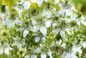 Na dnu ove stranice mozete pogledati ostale moje oglase.Kupovinom od jednog prodavca stedite na postarini..

Crni kumin (lat.nigella sativa) izdržljiva,jednogodišnja,zeljasta,lekovita biljka jestivog semena iz porodice Ranunculaceae (porodica ljutića)koja nije u srodstvu sa kimom. Razgranate stabljike nose duboko podeljene fine listove, a krase ih svetlo plavi cvetovi koji imaju po 5 latica.Raste od 20 do 40 cm u visinu.Seme je crno,trouglastog ili piramidalnog oblika.Plod je velika kapsula koja sadrži brojne crne semenke u nekoliko pregrada.Sazreva u septembru.Seme crnog kumina(crno seme) i ulje koje se iz njega ekstrahuje se od davnina koriste kao lekovita sredstva. Ulje je ujedno i najlekovitiji proizvod crnog kumina,seme se koristi i kao zacin.

Crni kumin se cesto naziva“panacea”ili univerzalni iscelitelj i jedna je od bilja kakoje se najcesce pominju u istorijskim spisima.

U drevnim civilizacijama crni kumin je korišćen ne samo kao začin,već su njegova lekovita svojstva služila u okvirima tradicionalne medicine za poboljšanje probave,kod zubobolje,reume,glavobolje, alergija,prehlade, protiv parazita u crevima i infekcija.

Glavni tj.najdelotvorniji sastojci crnog kumina su nigelon i timohinon. Nigelon deluje kao antihistaminik,bronhodilatator i mukolitik, pa povoljno utiče na alergije, astmu, alergijski rinitis, bronhitis i druge respiratorne infekcije.

Dobar je izvor kalcijuma,cinka,bakra,fosfora,tiamina,niacina,riboflavina, piridoksina,folne kiseline,zatim sadrži aminokiseline,probavne enzime, itd.Zarad najboljeg delovanja potrebno je koristiti samo o islljučivo hladno ceđeno ulje.

Uzgoj: seme posejati u martu u zatvorenom(Rasadjivati kada narastu 10-ak cm-a) ili direktno u zemljište u redovima u razmacima od 25-30cm u aprilu. Seme klija oko 2 nedelje. Biljke su spremne da budu ubrane kada semena zacrne. Ova sorta uspijeva na sunčanim pozicijama...

Prodaje se 20 semena.