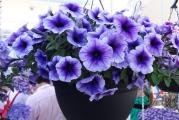 Na dnu ove stranice mozete pogledati ostale moje oglase.Kupovinom od jednog prodavca stedite na postarini...

Petunija nana compata blue to purple jednogodišnja sezonska cvetnica srednjeg rasta visine do 50 cm ,zahteva redovno zalivanje kada su temperature visoke i osunčane pozicije. Idealne za Vaš balkon ,terasu,zardinjere,ili rubove vrta u prvom planu..Sezona cvetanja: rano proleće, leto, kasna jesen.

Petunije odlikuje magičan i intezivni rast i cvetanje. Zbog konstantnog ulaganja, petunije troše dosta energije i brzo se umaraju. Kako bi Vaše petunije nastavile sa bujnim rastom, potrebno je da ih prihranjujete uz svako deseto zalivanje,

Tokom februara i marta obavlja se setva petunije,plitko.Pikiranje se preporučuje nakon 5-7 nedelja,na rastojanju 6x6 cm u sanduke ili saksije(iznose se napolju nakon poslednjih mrazeva,Maj).
Na otvorenom sejati krajem aprila ili maj mesec,ali je preporucljivije iz rasada sejati..
Optimalna peratura za klijanje i nicanje je 25°C, dok temperatura ispod 20°C može dovesti u pitanje uspeh klijanja i nicanja...



Prodaje se 500+ semena