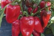 Na dnu ove stranice mozete pogledati ostale moje oglase,Kupovinom od jednog prodavca stedite na postarini.

Sorta PALANAČKO ČUDO je paprika tipa ajvaruše pogodna za svežu upotrebu i industrijsku proizvodnju. Plod je dug, srcolikog oblika (tip pimiento), boja ploda u tehnološkoj zrelosti je tamno – zelena, a u biološkoj zrelosti tamno – crvena, veoma krupan, izraženo debelog perikarpa (mesa) i dvostrano spljošten,Veoma hrskava i socna paprika.

Setva,,Od januara do marta u zatvorenom,Na otvorenom od aprila do juna,Rasadjivanje od aprila do maja..
Dubina setve je 1-1,5 сm. Rasađivanje se vrši na dobro pripremljenom zemljištu dubine 5-6 сm,razmak 50-60x20 cm
Nega: navodnjavanje 7-8 puta u toku vegetacije, razbijanje pokorice i zaštita od korova, bolesti i štetočina. Hranljivost i lekovita vrednost: paprika je bogata vitaminom B i C i raznim mineralima, ima purgativno i diuretičko dejstvo...
Klijanje: Temperatura iznad 20C , isklija za 1-4 nedelja

Prodaje se 15 semena.
