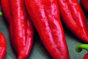 NA DNU OVE STRANICE MOZETE POGLEDATI JOS MOJIH OGLASA..Kupovinom od jednog prodavca stedite na postarini....

Zlatna medalja je paprika dobrih kvaliteta ploda,srednje rana sorta(samo 5-7 dana od rane sorte kasni) u tipu paprike roge, namenjena za njivsku proizovdnju i u plastenicima.Plodovi su sjajne crvene boje, prosečne težine 150-200 g i dužine 18-22 cm,meso je hrskavo i slatko,odlicna  je za salate,pecenje i kuvanje.

Setva,,Od januara do marta u zatvorenom,Na otvorenom od aprila do juna,Rasadjivanje od aprila do maja..
Dubina setve je 1-1,5 сm. Rasađivanje se vrši na dobro pripremljenom zemljištu dubine 5-6 сm,razmak 50-60x20 cm..

Nega: navodnjavanje 7-8 puta u toku vegetacije, razbijanje pokorice i zaštita od korova, bolesti i štetočina. Hranljivost i lekovita vrednost: paprika je bogata vitaminom B i C i raznim mineralima, ima purgativno i diuretičko dejstvo...
Klijanje: Temperatura iznad 20C , isklija za 1-4 nedelja

Prodaje se 10 semena