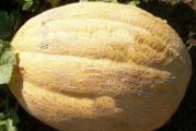Na dnu ove stranice mozete pogledato ostale moje oglase..Kupovinom od jednog prodavca stedite na postarini..

Family: Cucurbitaceae
Genus: Cucumis
Species: Melo
Cultivar: Serbian 

Stara domaća sorta, plodovi teže 2-3kg. Meso je umereno slatko i suvo. Kada sazri plod puca(treba brati kada promeni boju)ali tada je najukusnija,boja mesa je narandzasta,vrlo ukusno i mirisno.

Optimalne temperature za rast i razvoj su od 20-27 °C, a u periodu dozrevanja od 25-28 °C.

Sejanje iz rasada... Setva semena za gajenje rasada dinje koje trebaju biti spremne za sadnju za kraj aprila-pocetak maja, vrši se 10. - 15.03. Na dubini 3 cm,,U zaštićenom prostoru (plastenik, staklenik, topla leja)U fazi 6-8 listova biljke su spremne za presadjivanje..

Sejanje rasada na otvoreno.. Vreme sadnje je kada prođe opasnost od mrazeva. U našim uslovima to jekraj Aprila-početkom maja, oko Đurđevdana..Razmakom 130-x60-70 cm

Gajenje u niskim tunelima (20-30 april)- Na pripremljenu zemlju (stajsko đubrivo, đubrivo, dezinsekcija i dr.) se postavlja crna folija koja mora dobro prijanjati uz zemljište. Na razmak 60-70 cm u redu naprave se otvori u koje se seje seme ili sade sadnice dinje. Posejane ili posađene lubenice pokriju se plastičnom folijom u vidu niskog tunela visine 50-70 cm. Red od reda udaljen je 100- 130 cm.

Direktna setva..U našim uslovima najbolje je direktnu setvu obaviti između 20. i 30. aprila, 4 cm dubine ,i razmakom 130x60-70 cm, U praksi najbitnije nam je da temperatura zemljišta na dubini do 10 cm bude 12°C. Seme klija za 8-10 dana.

Prodaje se 6 semena 
