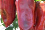Na dnu ove stranice mozete pogledati ostale moje oglase,Kupovinom od jednog prodavca stedite na postarini..

Bodroska paprika F-1 (profesional)srednje-rani hibrid u tipu kapije,u našim krajevim je poznatiji naziv  ajvaruša  za paprike u ovom tipu.Masa ploda je od 180-200 gr,vrlo ukusna,hrskava i mesnata. U tehnološkoj zrelosti plodovi su tamno zelene boje a u fiziološkoj izrazito crvene boje.Pogodna je za industrijsku preradu zbog povećanog sadržaja suve materije,veoma je rodna i prinosna sorta.

Setva u toplu leju (sandučić): od 15. do 25. februara, pikiranje u fazi kotiledona i pojave prvog pravog lista.

Setva u plastenik: od 15. do 25. marta.

Setva na otvorenom polju: od 25. marta do 10. aprila, na rastojanje 50-70 x 8-10 cm, uz proređivanje na konačan sklop.

Rasađivanje u plastenik: od 25. marta do 5. aprila, na rastojanje 40-60 x 15-30 cm.

Rasađivanje na otvorenom polju: od 5. do 25. maja, na rastojanje 50-70 x 15-25 cm.

Dubina setve 1-2 cm..


Prodaje se 10 semena..