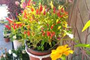 Na dnu ove stranice mozete pogledati ostale moje oglase,kupovinom od jednog prodavca stedite na postarini...

Mini chili papricica mnogorodna,sa velikim brojem  kapsaicina(ljutinom),Biljka narasta do 26 cm visine,boja plodova je zelena,zuta i kao zrela crvena,plodovi se mogu konzumirati u bilo kojoj fazi sazrevanja kao sirovi ili za pravljenje ljutih umaka,takodje moze se koristiti i kao dekorativna biljka..
Seme je sveze iz nase baste..

Sorta:Mini chili papricica
Latinski naziv: Capsicum annuum L.
Pogodno za sadnju u bastama ili saksijama
Duzina vegetacije 45-60 dana
Setva: februar - april-maj(moze tokom cele godine)
Presađivanje: maj-jun
Razmak između biljaka: 25 - 40 cm
2-3 semena u 2-3 cm dubina..i do 100 ploda po biljci..

Prodaje se 10 semena