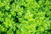 Na dnu ove stranice mozete pogledati ostale moje oglase,Kupovinom od jednog prodavca stedite na postarini..

Vrtna krasuljica (Anthriscus cerefolium (L.)je jednogodisnja zeljasta biljka iz porodice štitarki (Apiaceae).Stabljika je uspravna,razgranata, tanka, naraste do 70 cm visine.Korijen je vretenast i tanak,blijedobijele boje.Listovi su naizmjenični,višestruko perasti, Cvjetovi su mali i bijeli, skupljeni u manje štitaste cvatove koji su sačinjeni od 3-6 stapki različitih dužina a nalaze se na vrhu stabljika. Cvatu od maja do jula.Plod je gol, sjajan, izduženog vrha, dug do 1 cm, sjemenke su sitne, crne a dozrijevaju u kolovozu.Odgovaraju joj sunčani ili blago sjenoviti položaji,dobro drenirano i vlažno tlo.

Jestivi su listovi,beru se prije cvatnje i koriste se kao začin.Izgledom je vrlo slična peršinu, jedino nešto blažeg okusa koji podsjeća na anis. Koristi se najbolje svježa jer se sušenjem aroma većinom izgubi, no kao sušena biljka nalazimo je u popularnoj mješavini začinskih trava zvanoj fines herbes(zajedno s estragonom, vlascem i peršinom) koju nalazimo u trgovinama. Ukoliko se koristi u kuhanim jelima, dodaje se pred sam kraj. 

Lekovitost,koristi se za,lecenje problema koze,ekcema,upalu i brzo zarastanje rana,koristi se i za ciscenje pluca,zeluca i creva,Pomaze kod bolesti srca i krvnih sudova,bolesti besike,reume i artritisa u kulinarstvu se koristi kao zacin svih supa i variva,narocito u mediteranskoj jer ima veoma prijatan i aromantican miris..

Krasuljica može da se uzgaja u bašti ili saksijama na balkonu,Može da se seje od marta do jeseni.Brzo klija, a niče već posle 12 do 16 dana. Setva može biti direktna. Najbolje ju je obavljati sukcesivno,u više navrata.Na otvorenom se seje čim prođe opasnost od izmrzavanja, drugi put krajem juna, a treći u avgustu.Dubina setve 1-2 cm,Razmak redova 45-70,izmedju biljaka pri proredjivanju 1-2 lista na 6-10cm,na 10 cm visine biljke proredjivati na 25 cm.Redovno zalivati..
