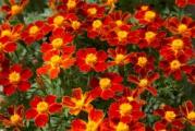 Na dnu ove stranice mozete pogledati ostale moje oglase,Kupovinom od jednog prodavca stedite na postarini..

Talizman'brand (Tagetes tenuifolia) je izuzetno ukrasna biljka koja razvija kompaktne pramenove koji su prekriveni mnoštvom malih cvetanja i dosežu visinu od 25 - 35 cm. Pojedinačni 'Talizman' cvetovi marihuana su sitni, ali poprimaju prekrasnu boju mahagonija koja lepo kontrastira sa zelenim listovima. Signet kadife su jednostavni za uzgoj biljaka koji ne zahtijevaju mnogo brige i idealni su za donje ivice, šarene granice i cvjetne gredice. Izgledaju sjajno u kontejnerima i balkonskim kutijama.

Rano u proleće možete da posejete seme kadife u vrtu ili u zatvorenom prostoru kako biste pripremili sadnice. Seme brzo i pouzdano klija. Sadnice koje treba pripremiti(posejati)krajem aprila na dubini 0.5-1cm, mogu se presaditi na stalnoj poziciji u drugoj polovini maja, kada mraz više ne bi naškodio mladim biljkama razmak sadnje je 20-25 cm. Signet kadifa je savršeno prikladan za teška mjesta - uspijeva na suncu i obrađuje gotovo svaku vrstu vrtnog tla. Dobro se nosi sa sušom i ne zahteva tlo bogato nutrijentima.

Prodaje se 30-50 semena (krupnije seme)