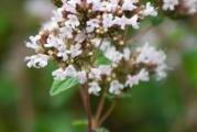Na dnu ove stranice mozete pogledati ostale moje oglase.Kupovinom od jednog prodavca stedite na postarini..

Origano (Origanum vulgare) je višegodišnja zeljasta(medonosna) biljka, Veoma mirisna, sa veoma izraženim lekovitim dejstvom. Blagotvorno deluje na unutrašnje organe: jetru, slezinu, bubrege, bešiku i pluća. Takođe se koristi za lečenje organa za varenje i disanje, kao i protiv upale kože i sluzokože. U kulinarstvu je veoma zastupljena kao začinska biljka široke primene. Sadrži eterično ulje (timol, cimol, karvakrol...), flavonoide, tanine, askorbinsku kiselinu. Sadrži gvožđe, molibden i selen...

U lekovite svrhe se koristi list koji se ubira pre cvetanja jer tada ima najviše eteričnog ulja.
Bere se tokom leta uz pažljivo sečenje grančica kako bi se biljka što pre oporavila.
Listovi se suše na promajnom mestu u hladu a potom čuvaju u dobro zatvorenoj staklenoj tegli.

Setva: U zatvorenom prostoru Februara-Mart na temperaturi preko 18°C, seme sejati u posudama na površini i samo utisnuti u supstrat. Prekriti najlonom ili providnim poklopcem , ukloniti isti kada seme isklija. Zalivati umereno koliko da ima vlažnost za klijanje.Trazi paznju u pocetnim fazama, Biljke preasadjivati (slabo podnosi presadjivanje), Na otvorenom sejati kada prodje opasnost od mraza...

Setva u zatvorenom,Februar-Mart,,Presadjivanje April-Maj,,Direktna setva Maj,,
Razmak setve,, 60cm izmedju biljaka,25cm red od reda,,Dubina setve 0.5cm..


Prodaje se 200 +semena
