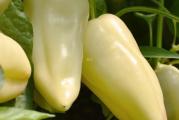 Na dnu ove stranice mozete pogledati ostale moje oglase.Kupovinom od jednog prodavca stedite na postarini..

Amanda-Capsicum annuum L. je sorta sa debelim mesom.Tezina ploda 140-170 g,,Spada u ranu sortu bele paprike i odličana je za plastenički uzgoj kao i vanjski, stim da u plasteniku prinos moze bit i duplo veći.Paprika ima debelo,hrskavo i jako sočno meso,ubraja se menđu slatke paprike.Odličana je za turšije i prženje kao i sveže konzumiranje.Sorta je veoma prinosna i jako lepog oblika u plasteniku moze dati i do 2kg po struku uz dobru negu i prihranu.Prvo je bele boje a onda postepeno žuti i prelazi u crvenu boju.Seme od ove sorte,možete godinama vaditi i ostavljati za reprodukciju.
Odlične prinose daje na otvorenom polju, a vrhunske u plastenicima. Za koji god vid proizvodnje da se odlučite, plodovi će uvek biti podjednako ukusni i kvalitetni. 

Setva,,Od januara do marta u zatvorenom,Na otvorenom od aprila do juna,Rasadjivanje od aprila do maja..
Dubina setve je 1-1,5 сm. Rasađivanje se vrši na dobro pripremljenom zemljištu dubine 5-6 сm,razmak 50-60x20cm..
Nega: navodnjavanje 7-8 puta u toku vegetacije, razbijanje pokorice i zaštita od korova, bolesti i štetočina. Hranljivost i lekovita vrednost: paprika je bogata vitaminom B i C i raznim mineralima, ima purgativno i diuretičko dejstvo.

Prodaje se 15 semena