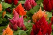 Na dnu ove stranice mozete pogledati ostale moje oglase,Kupovinom od jednog prodavca stedite na postarini..

Celosia Yellow nudi sezonsku boju bašte uz minimalnu negu. Zlatno žute perje se proizvode u izobilju, koje ponekad prekrivaju biljku. Centralna perjanica može biti visoka 50-60cm i široka 25-30cm.Celosia ima bočne izdanke, koje pokrivaju zrele cvetove. Kada se uzgaja u bašti punoj suncu,Celosia dostiže visinu od oko 130 cm do 160cm ,širi se 40-50 cm. Biljke podnose dobro toplotu, vlagu i teške vremenske uslove.

Kao i sve Celosia, cvec´e se može sec´i za aranžmane,Celosia Yellow je završen za baštovane koji žele zutu boju cveta tokom leta na bezbrižnim biljkama.


Ako sadite u basti rastu dosta više.

Seme se seje od marta-aprila u zatvorenom na dubini 0.5 cm (klija 5-7 dana)a rasadjuje se nakon opasnosti od mrazeva(krajem aprila,pocetkom maja).

Direktna setva se obavlja od pocetka maja do juna na dubini 0.5-1 cm,Razmak 20-30cm.Biljak je jednogodišnja


Prodaje se 100+ semena...