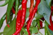 Na dnu ove stranice mozete pogledati ostale moje oglase,Kupovinom od jednog prodavca stedite na postarini..

Kobra ljuta paprika:
Biljka: Visine i do 160 cm(raste koliko god da je pustite i daje plodove na toj visini)snažna, kompaktna, umerene visine, visećih plodova ,daje ogromnu kolicinu plodove mase.Plod: tip šipke, u tehnološkoj zrelosti tamno zelene, a u biološkoj crvene boje, dug oko 15-25 cm, umereno ljutog ukusa Sazrevanje: rana sorta,izuzetno pogodna za svezu upotrebu a i susenje (veoma brzo se susi).Napomena: izuzetno pogodna za ranu proizvodnju u zaštićenom prostoru,i otvorenom polju.Ovo je jedan izuzetna paprika,rodna,duga,ukusna,umerene ljutine..

Uputstvo za setvu: Za rasad se seje od marta do aprila u zaštićenom prostoru, od druge polovine maja na otvorenom. Seme se seje retko i prekriva finim slojem zemlje od 0,2-0,5cm. Dobro se zalije i drži na temperaturi od 20-30ºC. Održavati vlažnost. Sadnice se obično pojavljuju za 7-14 dana. Kad su dovoljno velike (kad otvore par pravih listova), rasadjuju se pojedinačno držeći ih pritom za listove ne za stabljike u posude prečnika 7,5cm. Dalje se gaje na nešto nižoj temperaturi od temperature klijanja. Pre sadnje na stalno mesto na otvorenom sadnice postepeno privikavati na spoljne uslove. Kad prestane opasnost od kasnih mrazeva posaditi ih na otvoreno, na sunčanom mestu i dobro propusnoj zemlji ili ih saditi u saksije. Razmak izmedju biljaka 20-30cm,medjuredni razmak 30-50cm. Sadržaj ljutih materija u plodu jedne iste sorte mnogo varira u zavisnosti od starosti (zrelosti) i uslova uspevanja. Mladi plodovi su slabo ljuti, a sa zrenjem se kapsaicin postepeno nagomilava. Potpuno, botanički, zreli plodovi, u vreme kada je u njima zrelo i seme, su najljući. Gajenje na otvorenom daje ljuće plodove. Zalivati redovno pogotovo u fazi posle presađivanja i u fazi cvetanja i razvoja plodova, kada je osetljiva na nedostatak vlage. Bere se od VII-X.

Prodaje se 6 semena