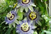 Na dnu ove stranice mozete pogledati ostale moje oglase,Kupovinom od jednog prodavca stedite na postarini..

Hristov venac Passiflora caerulea ili cvet strasti ,je Visegodisnja popularna dekorativna biljka koja preko leta cveta svojim predivnim belim, crvenim ili plavo ljubičastim cvetovima, koji mirišu kao vanila,Ovo je penjacica(lijana) koja dostize visinu i do 2,5-3m..

Hristov venac
Passiflora caerulea spada u red lijana, jer je poreklom iz tropa, ali uspešno može da se gaji i u srpskim baštama ili stanovima.

Izuzetno joj prija sunčan položaj, a uz stabilnu ogradu ili male merdevine, može da stvori raskošne plavo-ljubičaste ,bele cvetove 

Sadi se , između marta i aprila na dubini 1 cm,a rasadjuje u tokom maja meseca.
Pri sadjenju ili presadjivanju, važno je poštovati razmak od 10 cm (dubine sejanja 1 cm), između zida i potpore kako bi vazduh mogao da cirkuliše. Hristov cvet traži ili:

plodno zemljište, sa dobrom drenažom, ili
obično zemljište pa čak i sa visokim sadržajem gline.

Mozete je ostaviti i napolju samo joj zimi uglavnom nadzemni deo nestane, a u prolece nikne nanovo iz zemlje ili je uneti u negrejanu prostoriju.

Prodaje se 8 semena (krupnije seme)