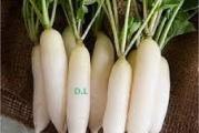 Na dnu ove stranice mozete pogledato ostale moje oglase..,Kupovinom od jednog prodavca stedite na postarini..

Rotkvica Ledena sveća je srednje-rana sorta,koja se može sejati cele godine.Period zrenja je 25 dana.

Ovaj simpatični,obavezni sastojak prolećnih i letnjih salata je zapravo vrlo zdrava namirnica,veoma bogata folnom kiselinom,kalijumom i vitaminom C.

Rotkvicaje bogata mineralima, belančevinama i pektinima. Ima lekovita svojstva. Koristi se kao sok ili rendani koren kao salata.

Rotkvica je dvogodisnja biljka
Rotkvica je srednje-rana sorta,koja se može sejati cele godine,SETVA,,Prolecna setva-Februar-april,,,i Jesenja ,Septembar-Oktobar Rotkvica se seje na dobro usitnjeno tlo, Razmak setve je 5-10 cm u redu i 20-50 cm između redova
,na dubinu od jednog centimetra. Ako su uslovi povoljni, seme će niknuti za pet dana nakon setve….Period zrenja je 25 dan.

Napomena: Pogodna za zaštićen prostor i proizvodnju na otvorenom polju.

Setva se vrši direktno u bašti već od aprila.


Prodaje se 40 krupnijih semena..
