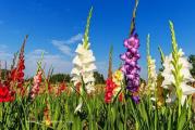 Na dnu ove stranice mozete pogledati ostale moje oglase.Kupovinom od jednog prodavca stedite na postarini..

Gladiola Mix (lat. Gladiolus Hibridum) naraste do 70-100 cm, višegodišnja je biljka iz porodice perunika (Iridaceae). Danas je poznato oko 2.000 sorti i omiljena je među uzgajivačima zbog mogućnosti raznih maštovitih kombinacija pri stvaranju novih sorti. Najčešće se koristi kao baštensko cveće i rezano cveće za ukrašavanje cvetnih aranžmana. Kod nas je poznat i kao mačići, što donekle ima veze sa latinskim značenjem njenog imena, jer gladius u prevodu znači mač. Cvetanje počinje početkom jula do prvih mrazeva,

Razmnožavanje semenom.Međutim, u tom slučaju biljka počinje da cveta tek nakon 2 godine, pa je ovaj način razmnožavanja manje popularan.Ovakvim načinom razmnožavanja često se gube sortne karakteristike biljke,pa je to još jedan razlog zašto se ređe koristi(ali je takodje i zanimljiv za one koji zele da dobiju neke nove sorte).

Ako se sadi iz semena,potrebno je pre setve seme držati oko 2 sata u slabom rastvoru natrijum humata koji podstiče rast.Povoljan supstrat za setvu semena je mešavina humusa i peska u odnosu 2:1.Seme se seje plitko i lagano prekriveno tankim slojem zemlje od Februara meseca.Ovako zasađene biljke imaju idealne uslove za dalji razvoj u stakleniku, mada se uslovi staklenika mogu stvoriti tako što se posuda prekrije providnom folijom i stavi na toplo mesto sa dovoljno osvetljenja.Tokom nicanja, biljku je potrebno redovno prskati vodom,a ona će niknuti za 2-3 nedelje,(nase seme je klijalo za 7 dana na sobnoj temperaturi u casi vode,slika br 2).

Nakon nicanja,potrebno ih je posaditi na odabrano mesto. Sadnja na otvorenom se vrši u proleće, obično u drugoj polovini aprila do sredine juna.Biljke se sade na mestu gde je obezbeđena dovoljna količina svetlosti i zaštita od jakog vetra, u razmaku od 5 - 15 cm.Jesenska sadnja moguća je samo u staklenicima.



Prodaje se 10 se