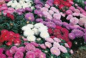 Na dnu ove stranice mozete pogledati ostale moje oglase,Kupovinom od jednog prodavca stedite na postarini..


Mervaile mix patuljasti aster(Callistephus chinensis) je intrigantan prijedlog za sunčane granice. Ove male biljke koje formiraju kompaktnu i gustu naviku rastu 20 - 25 cm, izuzetno rana sorta, ciji se cvjetovi razvijaju cijelo ljeto do jeseni. Dvostruka cvatnja poprima šarmantnu ružičastu,ljubicastu,crvenu,malaga i krem-belu boju,odlicno dopunjuje različite aranžmane u vrtu.

Patuljasti asteri se ubrajaju među biljke koje treba uvesti u naše vrtove. Njihova svestranost nadmašuje konkurenciju .Napravljene su za frontove niskih granica i cvjetnjaka, kao i za punjenje rubova. Niska visina ove predstavljene sorte omogućava da se ukrasi kamena bašta. Patuljasti asteri se mogu koristiti i u kontejnerima, kutijama, loncima i posudama za posudu koji će ukrasiti balkon ili terasu. Ruralni vrtovi će dobiti još više šarma dodavanjem raznobojnih astera. Jedna od originalnijih ideja bila bi izrada cvetnog tepiha.

Seje se od februara do aprila u zaštićenom prostoru, od aprila do maja na otvorenom. Seme se seje retko i prekriva finim slojem zemlje od 0,5cm. Prekrije se najlonom ili staklom koji se svaki dan skidaju po 10 minuta radi provetravanja. Dobro se zalije i drži na temperaturi od 15-20ºC ili u negrejanoj prostpriji. Održavati vlažnost. Sadnice se obično pojavljuju za 14-21 dan. Kad većina sadnica nikne skidaju se prekrivači. Kad su dovoljno velike (kad otvore par pravih listova), rasadjuju se pojedinačno držeći ih pritom za listove ne za stabljike u posude prečnika 5cm. Pre sadnje na stalno mesto na otvorenom sadnice postepeno privikavati na spoljne uslove. Kad prestane opasnost od kasnih mrazeva posaditi ih na otvoreno, na sunčanom mestu i dobro propusnoj zemlji. Razmak izmedju biljaka 20cm. Cveta od jula do oktobra.

Prodaje se 40-50 semena
