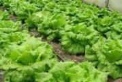 Na dnu ove stranice mozete pogledati ostale moje oglase.Kupovinom od jednog prodavca stedite na postarini...

Glavičasta salata Dalmantinska– Iceberg tip Letnja krhkolisnata salata sa zbijenim i krupnim glavicama . Toleranta na visoke, otporna na cvetavanje. Vegetacija 60 dana.

Seme - Zelena salata
Sorta: Dalmtinska ledenka
Latinski naziv: Raphanus sativus L.
Setva: februar-april u zatvorenom, april-jun na otvorenom
Razmak između biljki: 25-30 x 30 cm
Presađivanje: april- jul;
Ubiranje ploda: jun-avgust;

Ovo lisnato povrće smiruje nervnu napetost, jača srčani mišic, reguliše krvni pritisak i izbacuje višak vode iz organizma.
U jednom spisu koji datira iz 400. godine pre nove ere, starogrčki istoričar Herodot pominje salatu kao lek protiv kašlja, astme, napetosti i nesanice,Da bih rešio taj problem, svake večeri pojedem činiju salate.



Prodaje se oko 100 semena