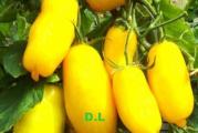 Na dnu ove stranice mozete pogledati sve moje oglase.,Kupovinom od jednog prodavca stedite na postarini..

Tomato Taiko Srednje rana sorta paradajza atraktivne boje i oblika, pogodna za gajenje u plastenicima i na otvorenom

Plodovi su izduženi, blago pritisnuti u sredini, srednje veličine, težine 30-40 g.
sa atraktivnom banano-žutom bojom.
Izuzetno plodan Paradajz koji proizvodi 10cm duge zute plodove sa izuzetno debelim i mesnatim plodom , idealni za salate ili kao svez paradajz. Biljke su determinate.
Plodovi su voma ukusni i slatki sa malo kiselosti boja plodova ide od zelene do zute i narandzaste. Klijanje traje oko 6- 14 dana . Obavezno uz oslonac jer biljke mogu imati 2-2.5 metara  i  40 kg plodova! 

Setva:
Sadite oko  1cm duboko, u male saksije, koristeći kompost za započinjanje semena. Zalijevajte lagano i održavajte stalno vlažnom dok ne dođe do klijanja. Seme paradajza obično klija u roku od 5 do 10 dana kada se drži u optimalnom temperaturnom opsegu od 21 do 27 ° C.Rasaditi ih na otvoreno kada prodju opasnosti od mraza.

Rano....20.1-25.2.. dubina setve 1-1.5cm.. razmak 80-120x35-40cm
Srednje...01-30.3... dubina setve 1-1.5cm.. razmak 80-120x35-40cm
Kasno...25.4-10.5.. dubina setve 2-3cm.. razmak setve 80-120x35-40cm

Prodaje se 6 semena..
