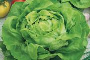 Na dnu ove stranice mozete pogledati ostale moje oglase,,Kupovinom od jednog prodavca stedite na postarini....

Nansen najpoznatija zimska mekolina glavicasta  salata koja se koristi za svezu potrosnju, glavice teže do 300-400g,Prečnik rozete je oko 25 cm.r. Za berbu pristiže za 55 dana. Odlično podnosi niske temperature i do -13 stepeni, najčašće se uzgaja kao zimska salata a moze i kao prolecna,U prolece formira svetlo zuckastozelene glavice.

Seje se uzastopnim setvama od 15.08 tako da prezimljuje u razlicitim razvojnim fazama

Seme - Zimska zelena salata
Sorta: Nansen
Pakovanje: kesica 100 semena
Latinski naziv: Lactuca sativa
Setva: februar-april u zatvorenom,na otvorenom april-jun /avgust-oktobar
Razmak između biljki: 20-25 x 30 cm
Dubina setve 1 cm
Presađivanje: april- jul; zimske salate septembar-oktobar
Ubiranje ploda: jun-avgust; zimske salate februar-maj
Za berbu pristiže za 55 dana.

Može se uzgajati tokom cele godine u zatvorenom prostoru, na otvorenom tokom proleća i  jeseni.

Prodaje se oko 100 semena