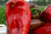 Na dnu ove stranice mozete pogledati ostale moje oglase..,Kupovinom od jednog prodavca stedite na postarini..

Slatka paprika ajvaruša sa vrlo krupnim i mesnatim plodovima. Dostiže masu od 150-200 grama. Otporna na bolesti, daje stabilne prinose. Najbolje raste na vlažnom, stajskim đubrivom nađubrenom zemljištu i na suvom vazduhu. Neophodan joj je položaj na kome ima dosta sunčeve svetlosti. Sazreva za branje od VII do IX meseca.
SETVA:
Optimalan rok setve: mart – april
Dubina setve: 1 cm
Presađivanje na otvoreno polje: maj
Dubina sadnje: 5-6 cm
Razmak: 40×55 cm

prodaje se 15semena