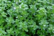 Na dnu ove stranice mozete pogledati ostale moje oglase.Kupovinom od jednog prodavca stedite na postarini..

Naziv za timijan, thymus(Thymus vulgaris) dolazi od grčke riječi thymon koja znači hrabrost pa su ga npr. rimski vojnici dodavali u vodu za kupanje kako bi ojačali, a u srednjem vijeku pripadnici plemićkog staleža nosili su ga u džepovima kako bi se zaštitili od bolesti i neugodnih mirisa.
Iako se majčina dušica i timijan često miješaju, postoji jedna vidljiva razlika u načinu rasta: majčina dušica je puzačica, a timijan raste uspravno.Razlika je i u samom listu,miris im je vrlo sličan, a što se tiče okusa, majčina dušica ima nekako gorči okus od timijana.
Timijan je lekovita,medonosna,zacinska biljka,poznata kao sastojak mešavine čajeva protiv kašlja, a eterično ulje se primenjuje kao antiseptik. Osušeni timijan koristi se kao zacin,odlican je prilikom pecenja mesa ili ribe...

Timijan se može razmnožavati vegetativno delenjem starih bokora i generativno, semenom. Vegetativno razmnožavanje se retko primenjuje jer nije ekonomično.

Seme se seje direktno u zemljište ili u klijališta. Proizvodnja rasada je najraširenija u hladnim lejama.Maj-Avgust Setva se obavlja na razmaku 25-30 cm, Seme se ne sme sejati na dubinu veću od 0,5 cm. Dok ne iznikne potrebno je održavati konstantnu vlagu zemljišta, a kasnije u zavisnosti od vremenskih prilika i stanja rasada potrebno je zalivati. Usev treba opleviti do zime.

U oktobru je rasad spreman za sadnju, a može prezimiti u klijalištu i biti presađen u proleće. Razmak među redovima prilikom sadnje je 50-70 cm, a u redu 15-25 cm. Sadnice su nežne, visoke 7-10 cm i sade se po dve, tri zajedno.

Cveta Maj-Oktobar

Prodaje se oko 50+ semena