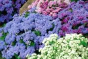 Ageratum Mexicanum ili Goruća ljubav, latinski naziv (Ageratum houstonianum).Biljka je visoka 10-30 cm, cvetnica koja vodi poreklo iz Latinske Amerike – Perua I Meksika. Latinski naziv u prevodu znači – večna mladost, što simbolizuje dužinu trajanja i svežine cveta. Deo je porodice biljaka Asteraceae, a u našim krajevima se gaji kao jednogodišnja biljka. Ageratim ima listove u obliku srca, sa dlačicama, a cvet je okrugao sa igličastim laticama. Ageratum daje cveće u više boja,roze, lila,beli i najvise u plavoj boji,, I to od maja pa dok ne krenu prvi mrazevi. U vazi, ovi cvetovi traju i deset dana. Zbog svog specifičnog izgleda, ovo sezonsko, letnje cveće, koristi se za divne cvetne tepihe u bašti ali i kao ukras balkona. Goruća ljubav traži laku propusnu zemlju i redovnu prihranu. Cvet biljke treba da bude zaštićen od jakih vetrova i promaje. Ne podnosi mnogo vode, i prečesto zalivanje. Posle orezivanja, brzo se regeneriše.

Koristi se za rubne delove baste i staze.Koristi se i za cvetne aranzmane ili za rezan cvet.Cvetanje goruće ljubavi, ili, kako je još zovu – večne ljubavi, počeće za oko 2 meseca od setve.Cveta od Jul-Do prvih mrazeva

Setva.Setva u zatvorenom  Feb-Apr.(0.5cm dubine),Seme treba samo blago utisnuti u zemlju. Zalivanje nakon toga ne sme biti direktno,najbolje je nežno prskanje i orošavanje.Biljka se pikira 1-2 puta i zatim sadi u saksije.Od kraja marta drže se u polutoplim lejama,a na stalno mesto se iznose polovinom maja.Rasadjijanje(20x20 cm) ...


Prodaje se 500 + semena..