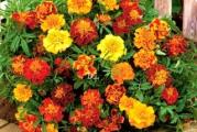Na dnu ove stranice mozete pogledati ostale moje oglase,Kupovinom od jednog prodavca stedite na postarini..

Kadifice su vrsta koja se javlja u velikom broju. Pripadaju porodici Asteraceae i rodu Tagetes. Postoji preko 50 pripadnika ovog roda. Razlikuju se po visini, obliku i boji cveta koji može da bude pun ili jednostruk sa raznim prelaznim oblicima.

Omiljena je vrsta u zaštiti biljaka, jer čisti zemljište od nematoda.Najviše se koristi u proizvodnji kupusa, Posađena u blizini krompira, patlidžana i paradajza štiti ih od krompirove zlatice. Nije zahtevna i cveta sve do kasne jeseni.

Nisko-rastući 'Mikrus' francuska kadifa (Tagetes patula nana) predstavlja jednu od najčešće kultivisanih vrsta ukrasnih biljaka. Patuljasti biljke koje rastu 20 - 25 cm u visinu idealne su za donje granice i cvjetne gredice. Zahvaljujući kompaktnoj navici i široko razgranatim stabljikama koje završavaju cvećem izgledaju sjajno na rubovima, ali se mogu i zasaditi uz travnjake i staze. Nisko rastuća kadifa sa svojim živo narandžasto-zutm cvetovima idealno se uklapa u zardinjere,saksije i kontejnere koji krase balkone i prozore. 'Mikrus' niskog rasta francuske kadife cveta obilno i ravnomerno od početka leta do prvih mraza.


Seje se,,,Mart-April, u klijalista na dubini 0.5-1 cm, Rasadjuje se u aprilu maju na razmak 15 x 30 cm,A direktno na otvoreno kada su temperature vece od 9 setepeni,( maj) -dubina sejanja 1 cm.



Prodaje se 30-50  krupnija semena..