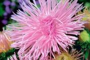 Na dnu ove stranice mozete pogledati ostale moje oglase,Kupovinom od jednog prodavca stedite na postarini..

Pajkovska zvezda' aster Roze(Callistephus chinensis) je sorta koja cvjeta u prekrasnoj i elegantnoj losos-roze. Velike, sferne cvasti koje se sastoje od brojnih igličastih cvetova sigurno će privući vas pogled i paznju. Cveće jako dugo ukrašava vaš vrt tokom celog leto do jeseni. Sorta'pajkovska' pripada visokim asterima i može doseći visinu do 75 cm. Ona će napredovati u društvu drugih letnjih cveća na granicama. Takođe možete stvoriti šarmantne bukete svojih cvjetova koji dugo ostaju svježi u vazama.


Dobro podnosi obično baštansko zemljište, rastresito, malo vlažno i dobro drenirano.Voli sunčana mesta, ali će dobro napredovati i u blagoj seni,pogodna je za  sadnju u baštama.Dugo i bogato cveta.Odlična je za rezano cveće.

Seje se od februara do aprila u zaštićenom prostoru, od aprila do maja na otvorenom. Seme se seje retko i prekriva finim slojem zemlje od 0,5cm. Prekrije se najlonom ili staklom koji se svaki dan skidaju po 10 minuta radi provetravanja. Dobro se zalije i drži na temperaturi od 15-20ºC ili u negrejanoj prostpriji. Održavati vlažnost. Sadnice se obično pojavljuju za 14-21 dan. Kad većina sadnica nikne skidaju se prekrivači. Kad su dovoljno velike (kad otvore par pravih listova), rasadjuju se pojedinačno držeći ih pritom za listove ne za stabljike u posude prečnika 5cm. Pre sadnje na stalno mesto na otvorenom sadnice postepeno privikavati na spoljne uslove. Kad prestane opasnost od kasnih mrazeva posaditi ih na otvoreno, na sunčanom mestu i dobro propusnoj zemlji. Razmak izmedju biljaka 20cm. Cveta od jula do oktobra.

Prodaje se 40-50 semena...