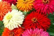 Na dnu ove stranice mozete pogledati ostale moje oglase.Kupovinom od jednog prodavca stedite na postarini...

Zinnia Kaktus mix je jednogodišnja baštenska biljka visine 40-60 cm, koja je u narodu više poznata pod nazivom lepi čovek.Cveta u nežnim pastelnim i jarkim bojama. Od leta do prvih mrazeva unese mnogo boja u vrtove, na terase, balkone i prozore. Zbog raznovrsnih boja, formi i trajnosti cveta, kao i lakog gajenja cinije su veoma popularne ukrasne biljke.
Cvetovi su krupni iglicasti u raznim nijansama crvene, ružičaste, smeđe, narandžaste boje, pa čak i dvobojni. Veoma su izdržljivi i dugo ostaju na stabljici.

Cinija se gaji na otvorenom polju i iz rasada,i voli puno sunca, a samo poneki kultivari uspevaju u polusenci. Odgovara joj mesto zaštićeno od vetra, bogato hranljivo i umereno vlažno zemljište. Podnosi i siromašnija zemljišta, ali dobro drenirana.Bolje uspeva iz rasada a moze i direktna setva..

SETVA:

U zatvorenom- Mart-April na dubini 0.5-1 cm,Presadjivanje,sejanje ili iznosenje biljaka na otvoreno obavlja se u Maju.

Optimalan rok Setve na otvoreno: Maj-Jun
Razmak izmedu redova: 30 cm
Razmak u redu: 35 cm

Prodaje se 30 krupnija semena..