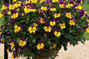 Na dnu ove stranice mozete pogledati ostale moje oglase,Kupovinom od jednog prodavca stedite na postarini..

Ljubicica Sitnocveta Viola biljka je omiljena u celom svetu
Niskog je rasta, od 10 do 40 cm, sa mnogo velikih cvetova. Njenih pet latica mogu biti bele, žute, crvene, ružičaste, plave, ljubičaste, smeđe, zlatnonarandžaste, bakarne i kombinacije tih boja..

Razmnožavanje - Ljubičica sitnocveta može se razmnožavati semenom ili deobom bokora na proleće(mart-maj na dubini 0.5-1 cm). U julu ili avgustu, na otvorenom posejati seme retko u redove, a zatim ga pokriti sa 0,5 do 1 cm zemlje i umereno zalivati. Nakon pojave dva listića pikirati (rasaditi) mlade biljčice. U septembru i oktobru presaditi na stalno mesto, razmak sadnje je 20 x 20 cm. Mlade biljke tokom zime pokriti granama četinara. Ljubičica sitnocveta je dvogodišnja biljka koja se seje jedne da bi procvetala naredne godine.
Viola prvenstveno služi za jesenju i prolećnu dekoraciju parkova, vrtova, bašta i balkona. Dan i noć ukrašava ivičnjake u baštama i lejama, a koristi se i kao pokrivač tla između lukovičastih ukrasnih biljaka i između grmlja. Lepo izgleda i na terasama i balkonima u saksijama, ili sandučićima.

Nikako je ne bi trebalo saditi na mestu koje je izloženo jakom podnevnom suncu,umereno se zalivaju, dva do tri puta nedeljno.

Prodaje se 50 semena 
