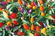 Na dnu ove stranice mozete pogledati ostale moje oglase,Kupovinom od jednog prodavca stedite na postarini..


Ornamental pepper mix je idealna biljka za uzgoj u saksijama. Piramida daje mnogo šarenih plodova kao kompaktna biljka,
visina 25-30cm, mali kupasti plodovi, boje od žute, zelene do ljubičaste i narandžasto crvene, Ima ljuti karakterističan ukus, za koji je zaslužan kapsaicin, koji je prirodni alkaloid i kog razne vrste paprika i feferona sadrže u različitim količinama. Koriste se za  ljute umake, a kod nas su više poznate kao ukrasne biljke 
Capsicum annuum...

SETVA..
Sorta: Dekorativna piramida papricica..
Latinski naziv: Capsicum annuum L.
Pogodno za sadnju u bašti ili saksiji
Setva: februar - april,u zatvorenom..
Presađivanje: maj
Razmak između biljaka: 25 - 40 cm
2-3 semena u 2-3 cm dubina.. Idealna temperatura je oko 18 do 20°C (65 do 72°F)


Prodaje se 20 semena